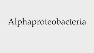 How to Pronounce Alphaproteobacteria [upl. by Repip455]