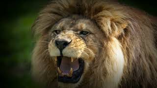 Barbary Lion The Lost Kings of North Africa  Africa’s Largest Predator [upl. by Arytahs]