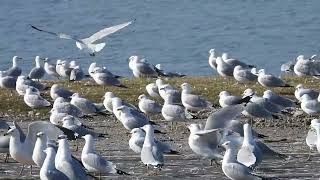 Flock of Ringbilled gulls [upl. by Noel]