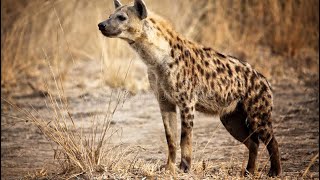 Meet the Animals 66 Hyena [upl. by Oznecniv]