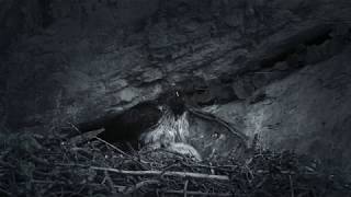 WILDLASLIFE NATURE FILMS Rare footage of Bonellis Eagle nesting [upl. by Jozef]