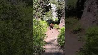 Big Black Bear Encounter [upl. by Suh632]