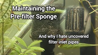 Why I Love My Prefilter Sponge and Why You Should Too [upl. by Tadd913]