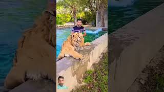 tiger lion animals zoo wildlife youtube miansaqib [upl. by Kcirrej601]