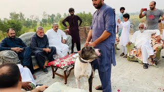 Bully Kutta PK INSAF GROUP Sardar Khan Qayyum King of shikar 2024 by fmnewstv [upl. by Ttoile]