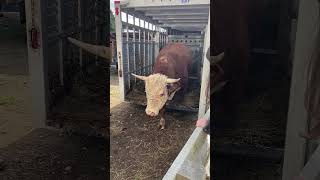 BOOM Baby Our big Bull Boomer arrives home to start breeding the ladies homestead beefcows cows [upl. by Entwistle]