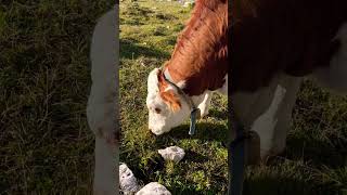 Vacas en Dolomitas Italia😍🇮🇹 [upl. by Painter]