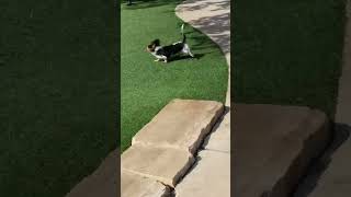 dog park curves and swerves agility doxi harrypotter fun smalldog fast live outdoor [upl. by Dovev]