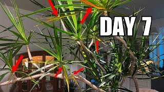 Daily Houseplant Vlog Watering Dracaena update [upl. by Elokin]