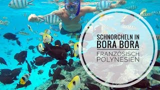 Schnorcheln auf Bora Bora  Sofitel Private Island FranzösischPolynesien [upl. by Clo475]