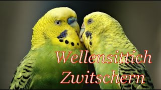 Wellensittich Zwitschern  Wellensittich Geräusche  30 Minuten [upl. by Nitsuga]