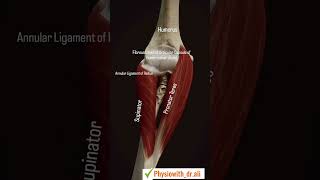 Anatomy of elbow joint \ Bones of arm🦴 shorts youtubeshorts [upl. by Hurwit]