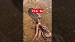 PUGITAshortvideo seafood [upl. by Etteuqram]