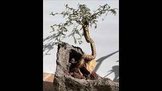 How to Make Your Bonsai Look Good Operculicarya decaryi  Episode 29 [upl. by Eveineg]