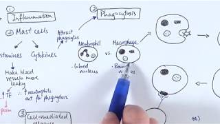 AS Biology  Immune response OVERVIEW OCR A Chapter 1256 [upl. by Imer]