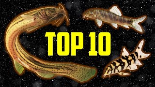 Top 10 Loaches for Your Aquarium [upl. by Jami]