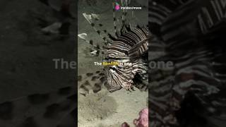 Lionfish Amazing Facts facts amazingfacts shorts fish fishing naturelovers short wildlife [upl. by Itsyrk]