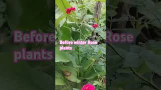 Before winter rose plant care tips 🥀ytshorts gardening shortsfeed shortsvideo viralvideo [upl. by Conall]