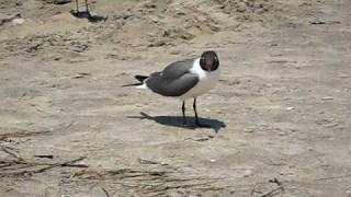 Laughing Gull Flock Feeding on a New Jersey Beach [upl. by Diarmuid269]