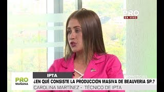 ¿En qué consiste la producción masiva de Beauveria SP [upl. by Aneehsirk]