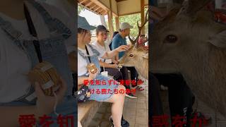 迷惑でも愛しい：幸せを運ぶ鹿の教え  Nara Deer Park in Japan  奈良日 本旅行へずまりゅう奈 良公園 [upl. by Craggy]