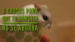 6 TRUCOS para que tu HÁMSTER NO SE ABURRA [upl. by Bettzel191]