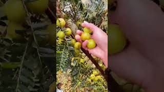 There Are Few Names For This Fruit GooseberryEmblic satisfying short nature fruit [upl. by Atkins81]