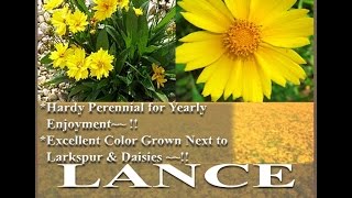 Lance Leaf Coreopsis Seed  Coreopsis lanceolata FLOWER SEEDS on wwwMySeedsCo [upl. by Arodaeht]