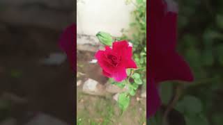 Beautiful Good MorningRose GardenFlowers [upl. by Junna]