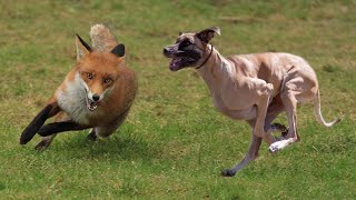 صيد الثعالب بكلاب السلوقي بالمغرب  La Chasse du Renard aux Chiens Courants  Fox Hunting [upl. by Cerell]