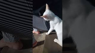 Memo the cat is asking for moneyyoutubeshortscatfurbabyirenemariedp [upl. by Erdne]