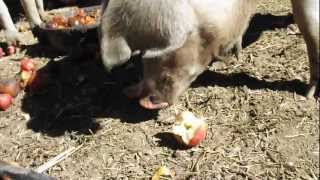 Gloucestershire Old Spot Pigs Enjoying Apples [upl. by Xaviera424]