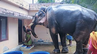 ഇത്രക്കും പാവത്താൻ ആയ ഒരു ആന  പനയന്നാർക്കാവ് കാളിദാസൻ  Panayannarkavu Kalidasan Elephant [upl. by Yznel807]