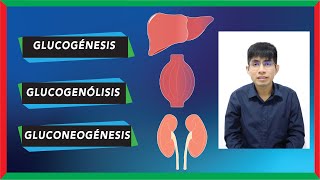 Glucogénesis glucogenólisis y gluconeogénesis DIFERENCIAS [upl. by Noseaj]