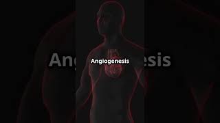 Angiogenesis How It Can Help You [upl. by Jarvey]