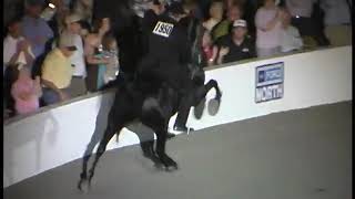 Master of Jazz 2007 World Grand Champion at the TN Walking Horse Celebration in Shelbyville TN [upl. by Ellertnom]