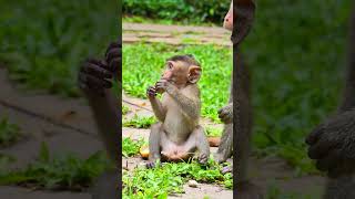 Cute little Baby monkey [upl. by Orth]