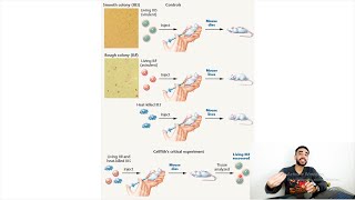 03  What molecule serves as the transforming principle  Frederick Griffith Experiment [upl. by Sucramej]