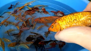 Ryukin Telescope Goldfish Halfmoon Betta Fish Cute Baby Koi Carp Rosy Barb Bala Shark Animals Videos [upl. by Retxed]