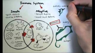 Immunology Overview [upl. by Wj]