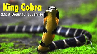 The Majestic King Cobra II Juvenile II Facts and information II Short Documentary II English [upl. by Maloy]