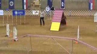 2010 AKC National Agility Championship Winning Run 24quot [upl. by Ddal516]