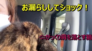 お漏らししてがっくり肩を落とす猫がこちら [upl. by Hay]