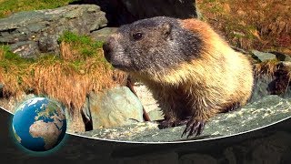 Curious marmots in the Alps [upl. by Nylsej]