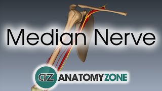 Median Nerve  3D Anatomy Tutorial [upl. by Gabel]