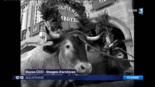 Vers la disparition de la traditionnelle fête des Boeufs gras de Bazas [upl. by Brinna150]