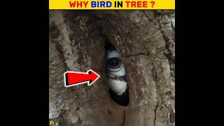 Hornbill Bird Nest  Hornbill Bird Making Nest shorts birds trendingshorts youtubeshorts [upl. by Oilisab668]