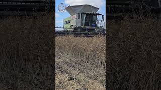 Claas Combines At Work With Some Claas Tractors and Elmers Haulmaster Grain Carts [upl. by Stokes]