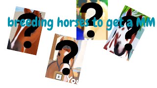 BREEDING HORSES TO GET A MM wildhorseislands [upl. by Taveda]