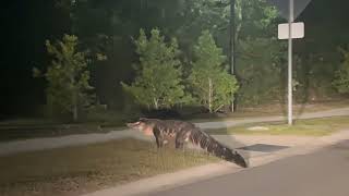 Huge Gator Lumbers Across Road [upl. by Ellierim207]